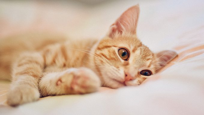 sad orange cat