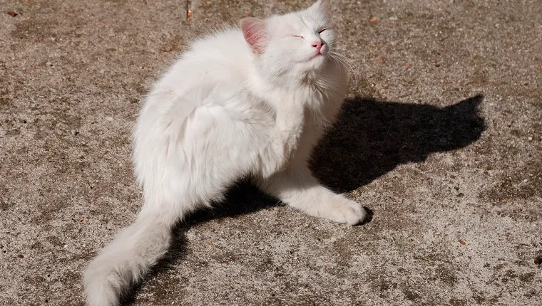 A young white kitten scratches herself.