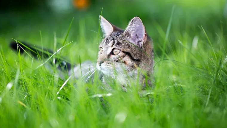 little tabby cat in green gras