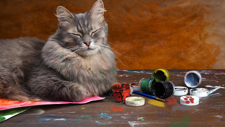Artistic mess with the cat-artist. Cat playing with colors on the table. The paint is poured, the cat smeared in paint. Cans of paint. Portrait of multi-colored cat