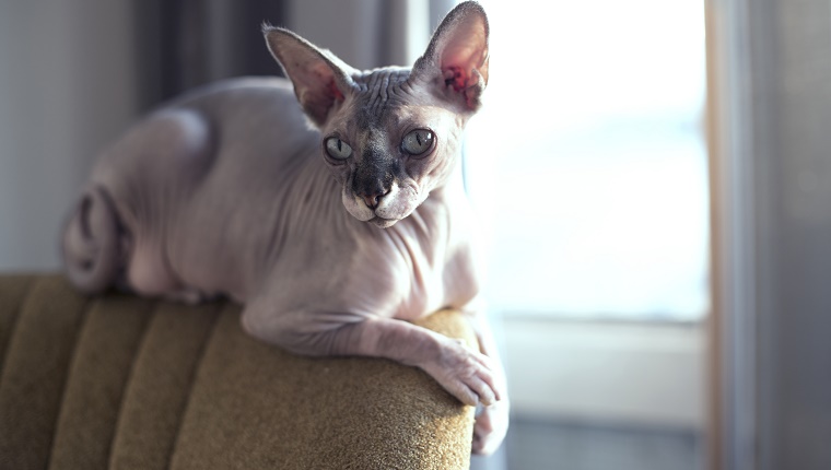 Sphynxcat on a vintage chair