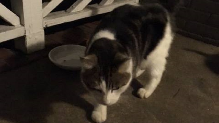 cat-found-700-miles-from-home-2