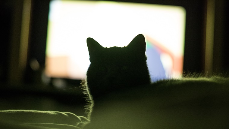 Mysterious cat in the bedroom in front of the TV, it`s face is not visible, only it`s silhouette.