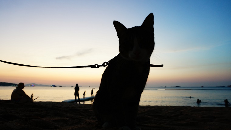 Silhouette Of Cat Amongst People On Seashore