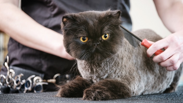 A professional cat groomer finishes the grooming on a cat. The pet is laying on a grooming table, inside a pet grooming business while the woman groomer combs the animal's hair.