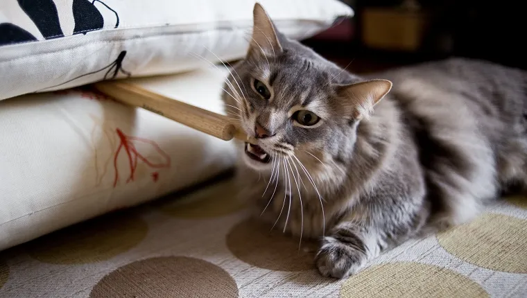 Munchkin cat chewing on drum stick