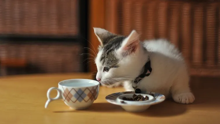 Tabby Munchkin kitten sniffing a cup of water while having his meal