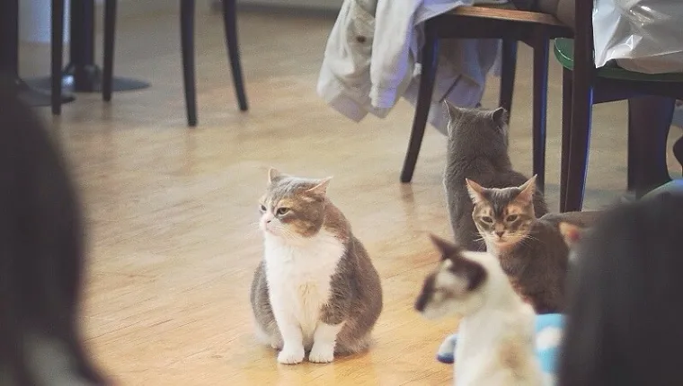 Munchkin cats are undeniably cute, but they're the center of a lot of  controversy
