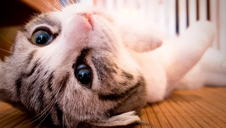 a kitten(Munchkin) is lying on his back, looking at the camera.