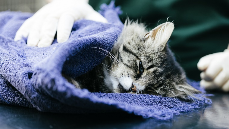 A Veterinary Nurse caring for a cat in a Veterinary Hospital. It is suspected to have been hit by a car. The cat is under anaesthetic.