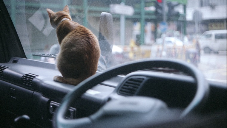 Cats everywhereSnaps of Sham Shui Po.