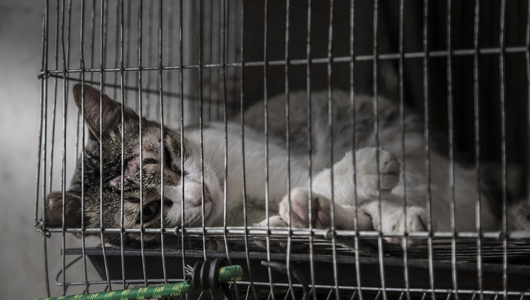 Lesion on cat head sick and lonely in old cage, low and very bad very dark light with selective focus