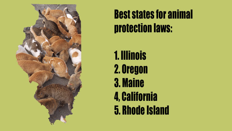 top-states-animal-protection-cats-2