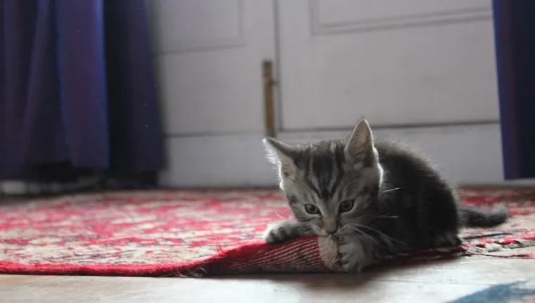 Close-Up Of Kitten Biting Carpet At Home