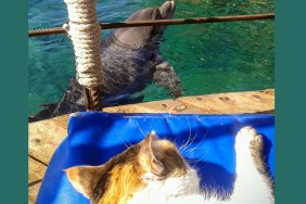 Cat Looking At Dolphin At Seaside