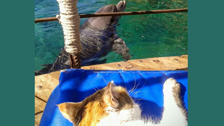 Cat Looking At Dolphin At Seaside
