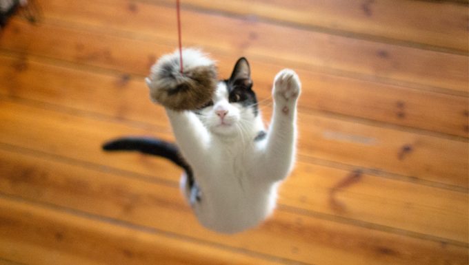 cat jumping for toy
