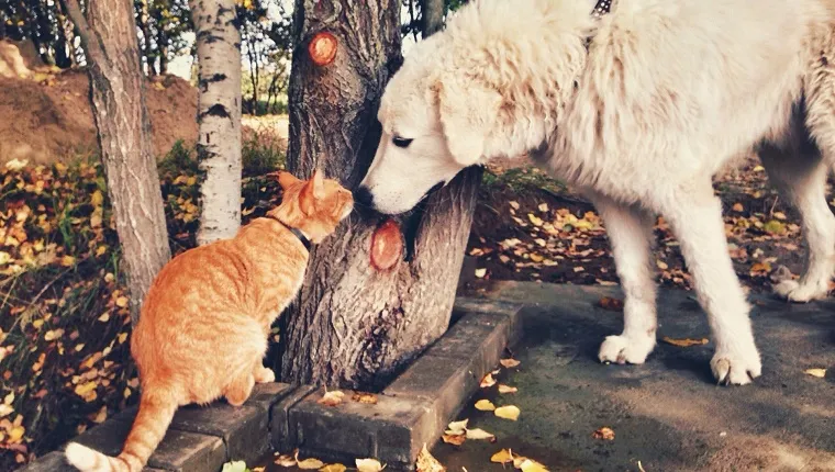 Dog And Cat Smelling Tree