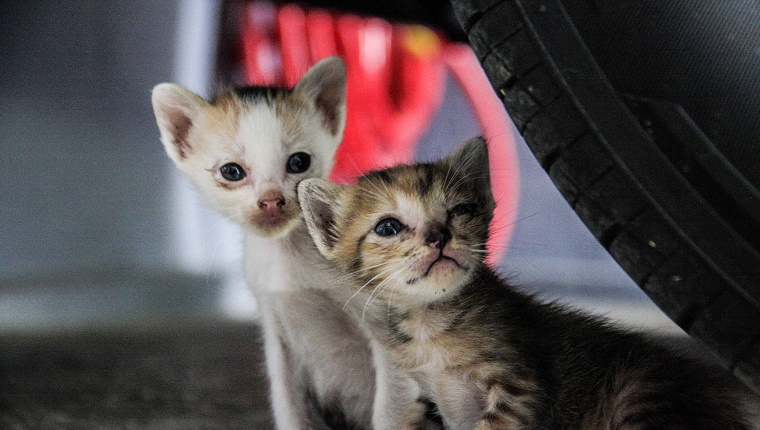 Close-Up Of Stray Kittens Below Car