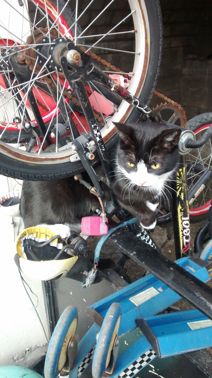 cat-caught-in-mountain-bike-1