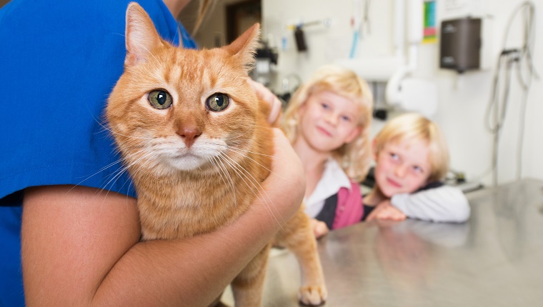 Veterinarian examining cat in vet's surgery. The pets owners - children eagerly watching.