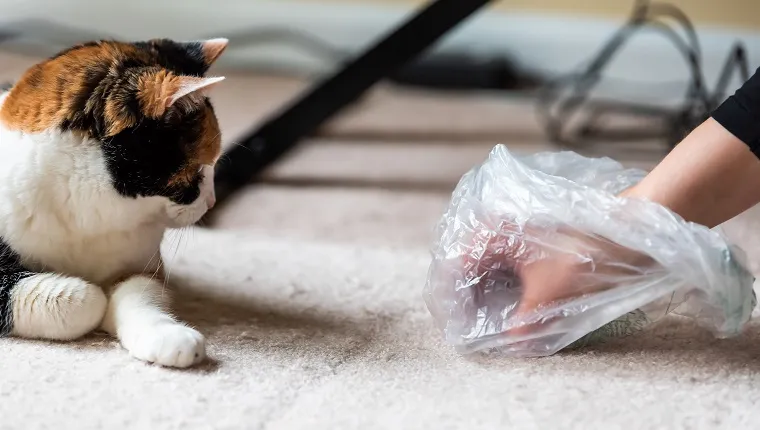 Calico cat face looking funny humor at mess on carpet inside indoor house home with hairball vomit stain and woman owner cleaning picking up with plastic bag