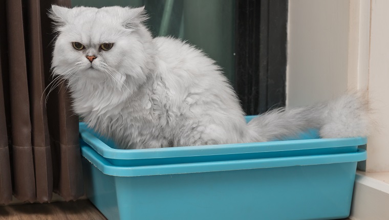 Chinchila persian cat using toilet, litter box, for pooping or urinate