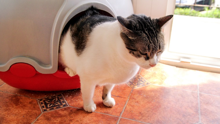 Cat using toilet, cat in litter box, for pooping or urinate, pooping in clean sand toilet. Cleaning cat litter box. Cat looking at her own poop in the litter box. Kitty litter. Cat at home. Pet Shop.