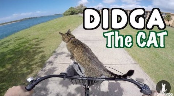 didga-the-cat-s-radical-biking-adventure-cattime