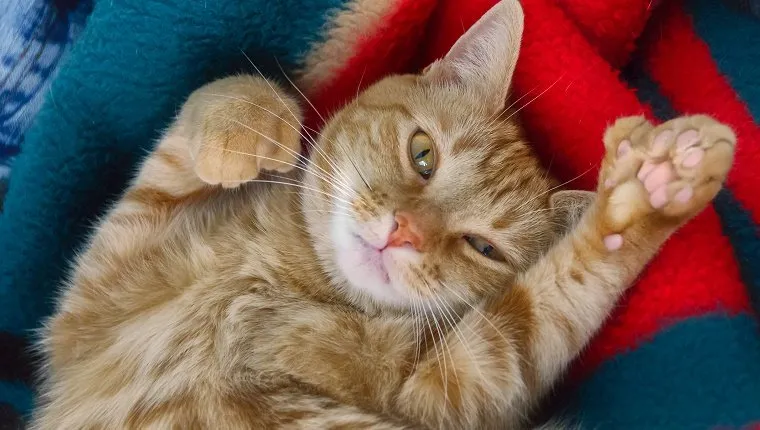 Adorable orange tabby polydactyl cat, belly up, looking at camera while showing paw with six toes. Also called Hemingway cats, some believe them to be a step forward in cat evolution as they sometimes use the extra toe as opposed finger.