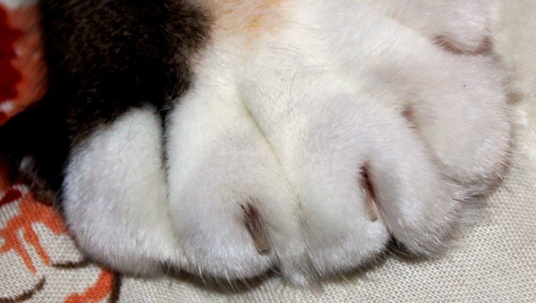 A cat with extra toes and nails is shown in a close up picture of the paw. Soft white fur extending into black and orange fur.