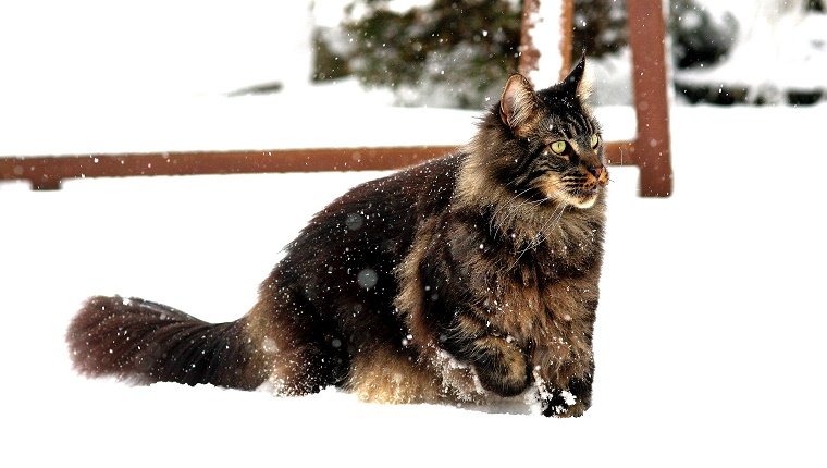 Domestic cat in snow