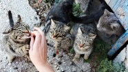 National Feral Cat Day Should Feral Cats Be Tamed 