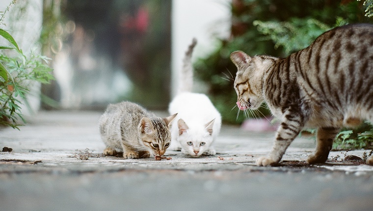Street cat feeding.