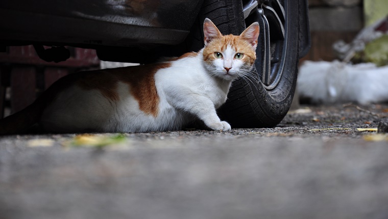 stray cat hiding under the car