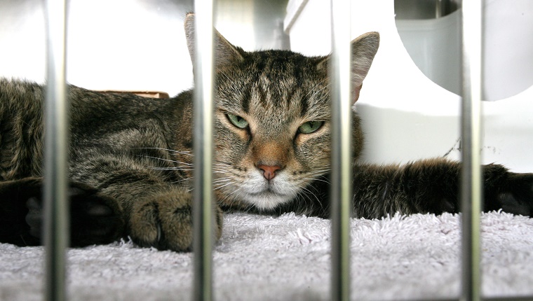 Eine Katze hinter Gitter in einem Tierheim in Berlin