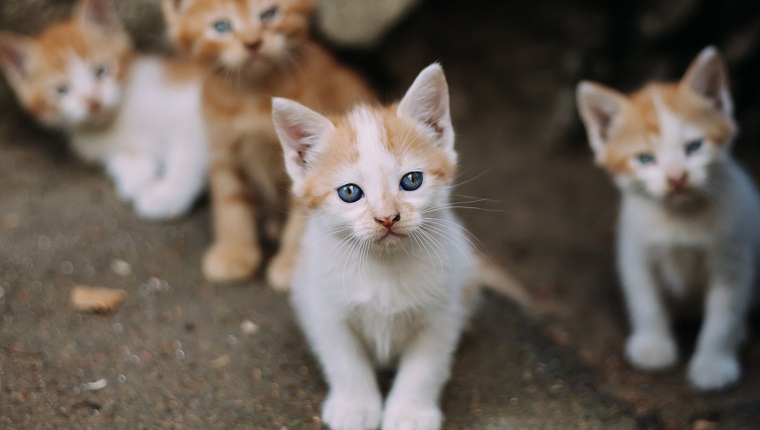 Group of cute homeless kittens looking at camera