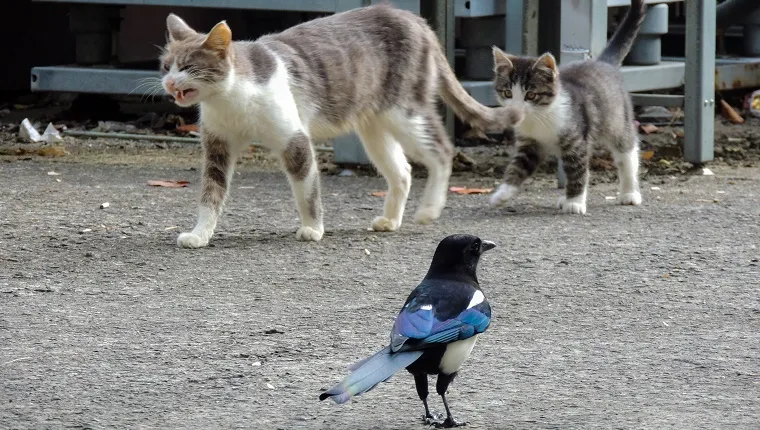 animal, stray cat, cat, cute, wildlife, magpie, kitten, cat, coexistence, harmony, bird, urban, aspalt, road, nature