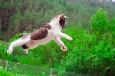 cute cat flying and jumping in the nature. closeup