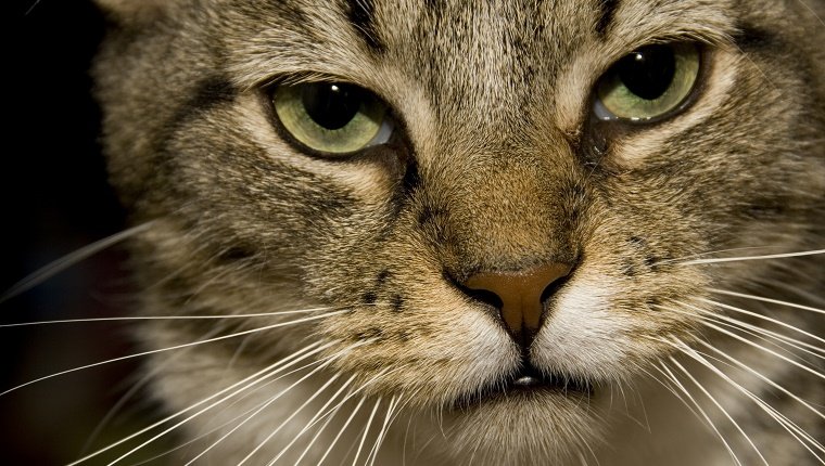 close-up of a tabby cat's face; the cat has a serious, deadpan stare