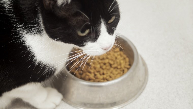 6 Things Your Cat Probably Loves More Than Food - CatTime