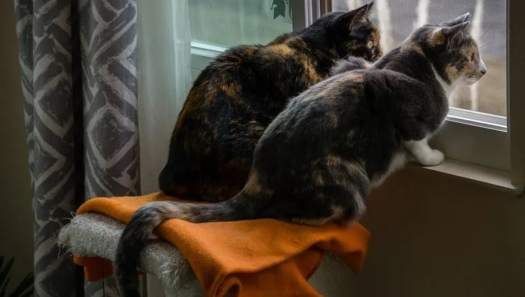 Two calico cats watching out the window