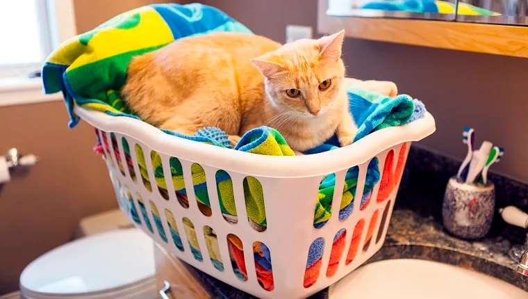 Young Cat in laundy basket