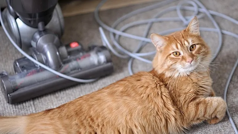 Cat shedding shop winter coat