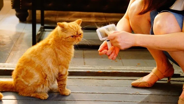 Low Section Of Woman Cleaning Brush While Crouching By Cat Outdoors