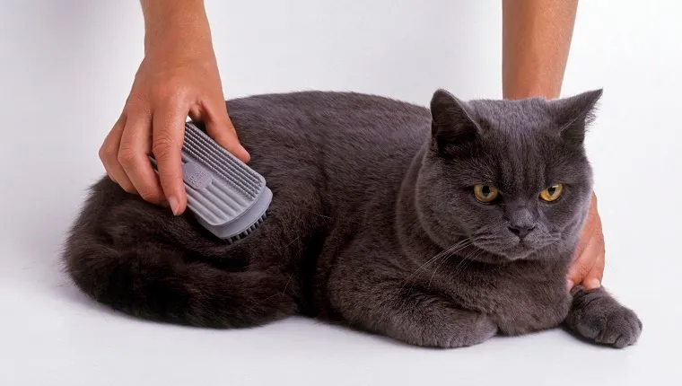 British Blue Shorthair Cat being brushed, close-up