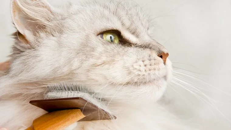 A Maine Coon Cat gets groomed. Cloud of face as the brush moves under the cat's chin. Cat looks happy and content. Copy space right.