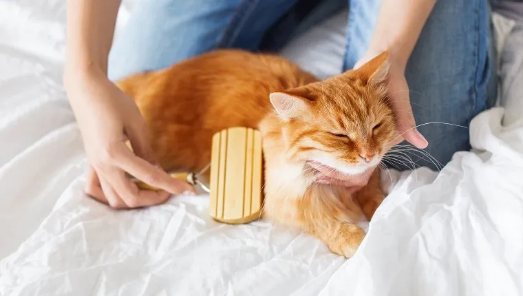 Woman combs a dozing cat's fur. Ginger cat's head lies on woman hand. The fluffy pet comfortably settled to sleep. Cute cozy background, morning bedtime at home.