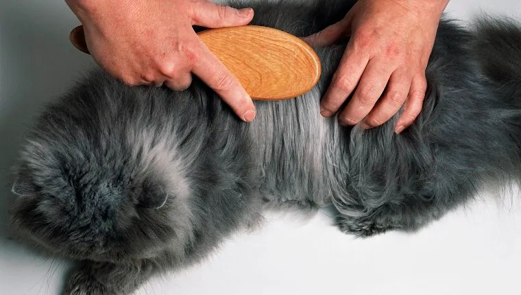 A longhaired grey cat having its coat brushed