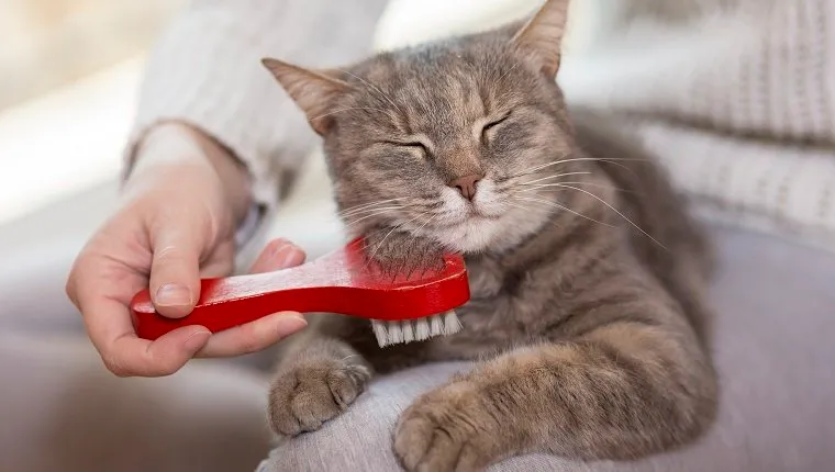 Tabby cat lying in her owner's lap and enjoying while being brushed and combed. Selective focus